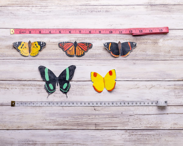 Measurements of the DIY-Montessori-Butterfly-mobile