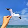 Seagull mobile - Image 8